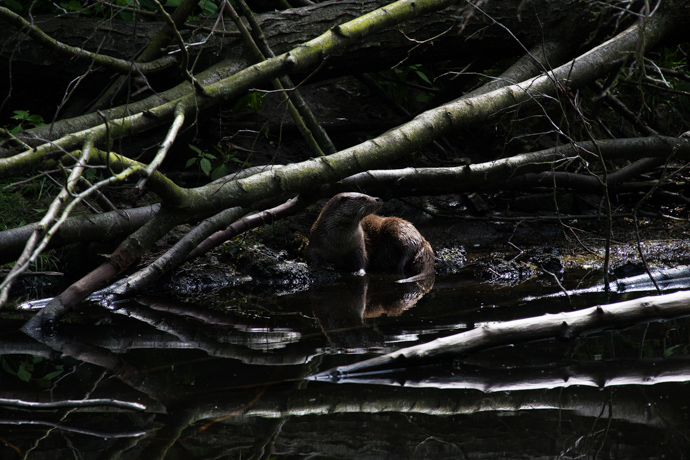 Stichting Struikrovers otter