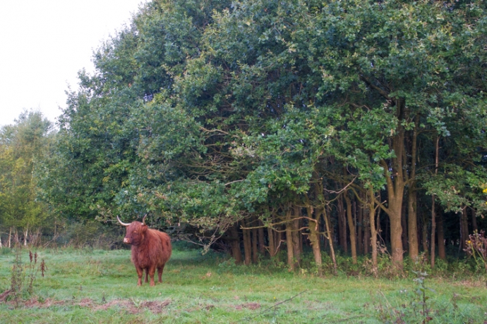 Marterstichting Edo van Uchelen bunzing hermelijn en wezel 4 van 5