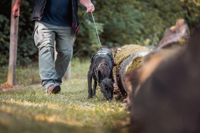 Marterstichting speurhonden
