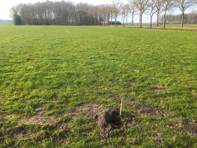 Marterstichting Edo van Uchelen bunzing hermelijn en wezel 3 van 5
