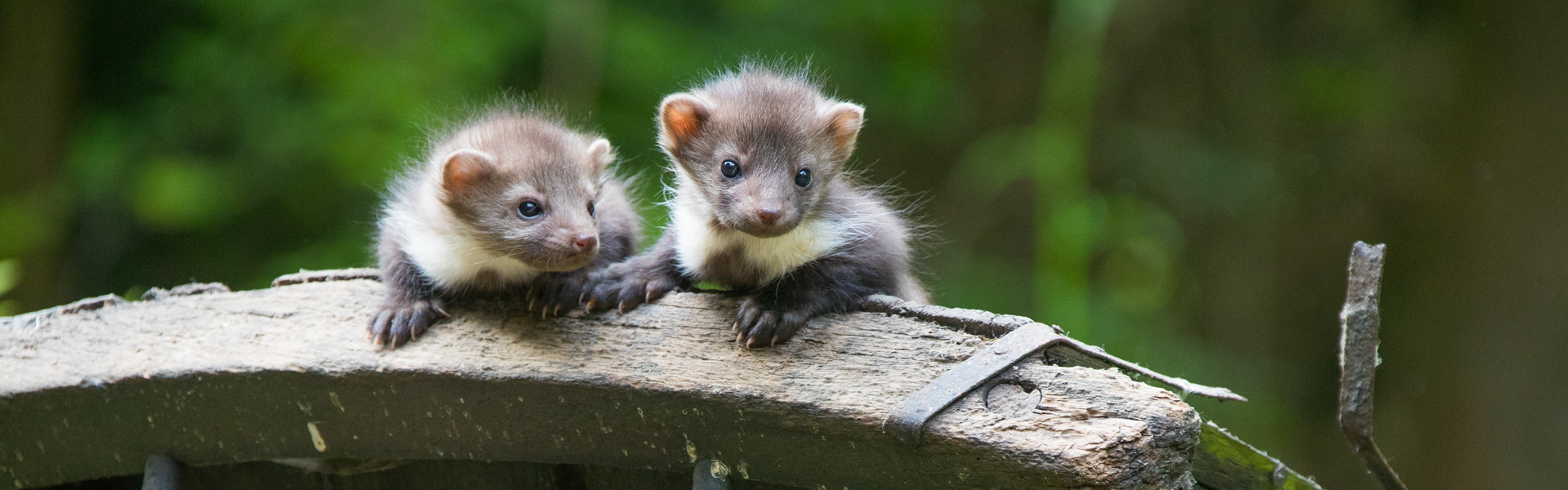 Help de bunzing in je tuin